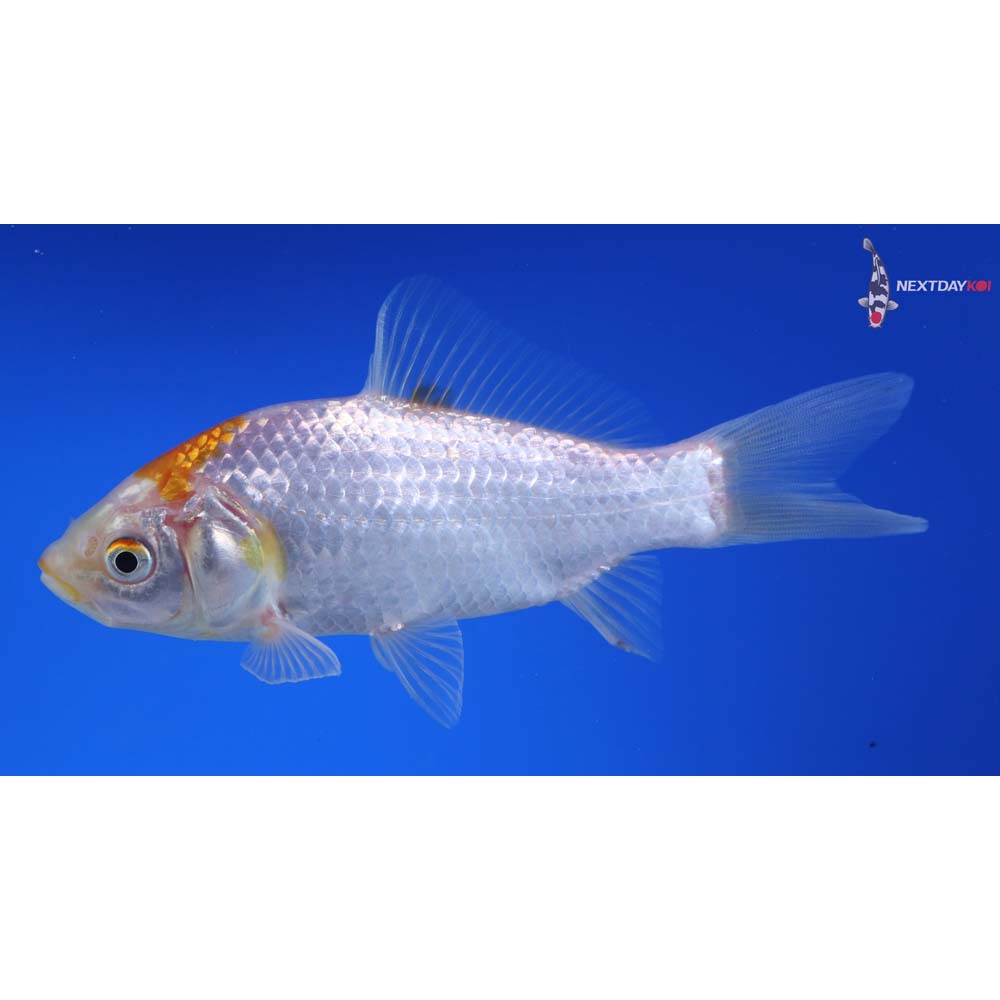 5” Imported Yellow Sarasa Comet