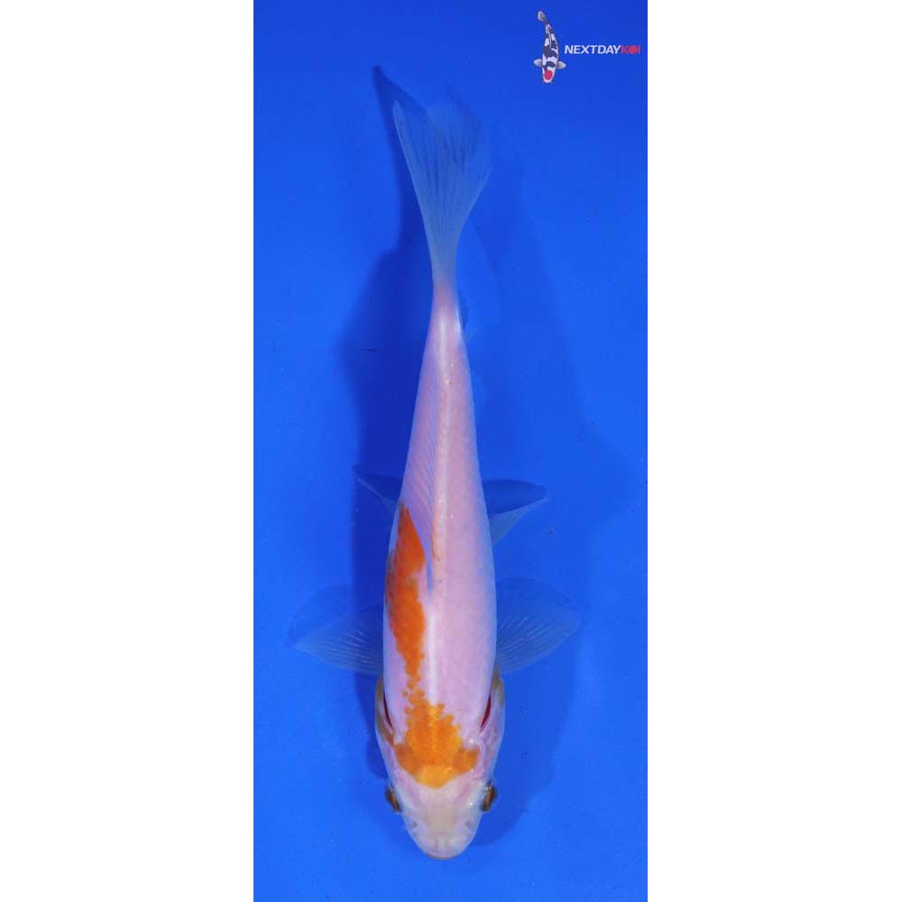 5” Imported Yellow Sarasa Comet