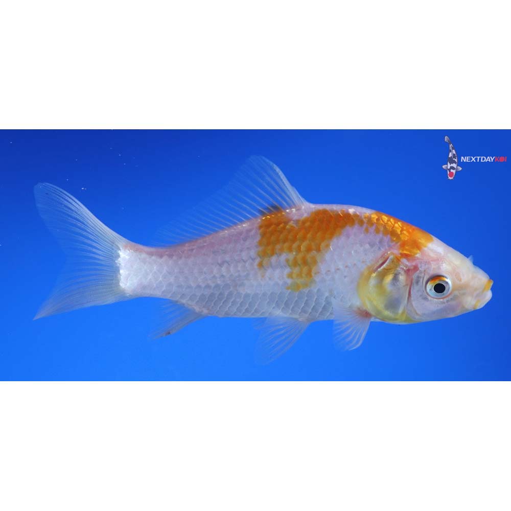 5” Imported Yellow Sarasa Comet