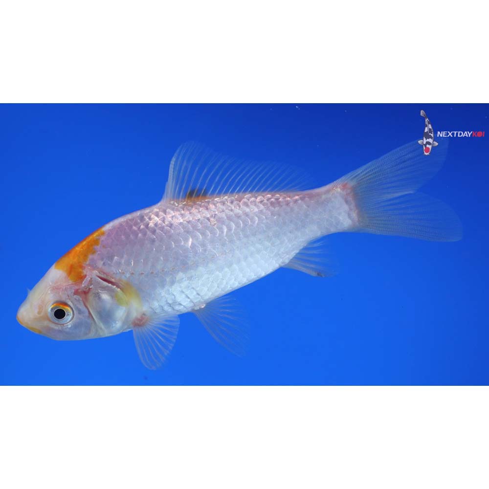 5” Imported Yellow Sarasa Comet