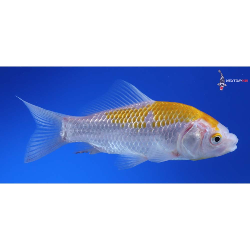 5” Imported Yellow Sarasa Comet