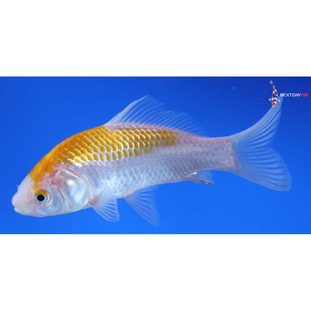 5” Imported Yellow Sarasa Comet