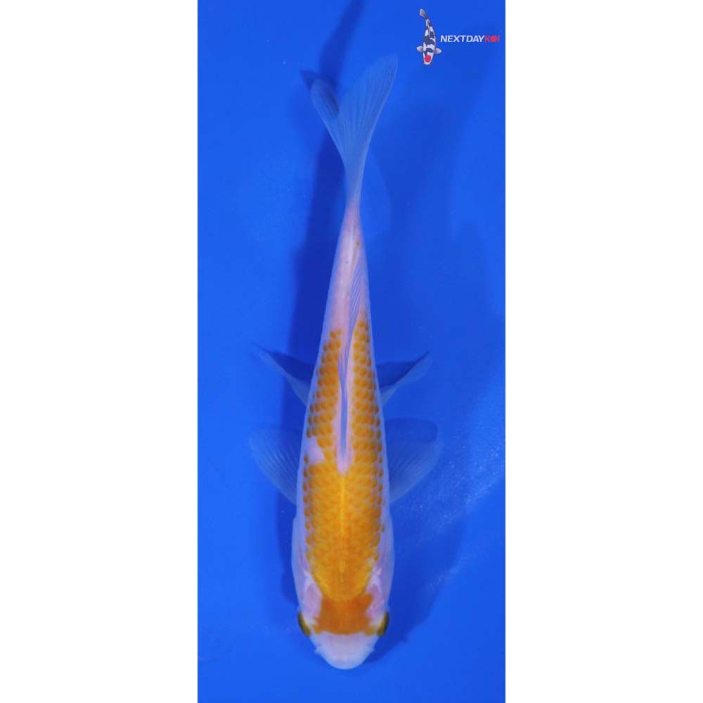 5” Imported Yellow Sarasa Comet