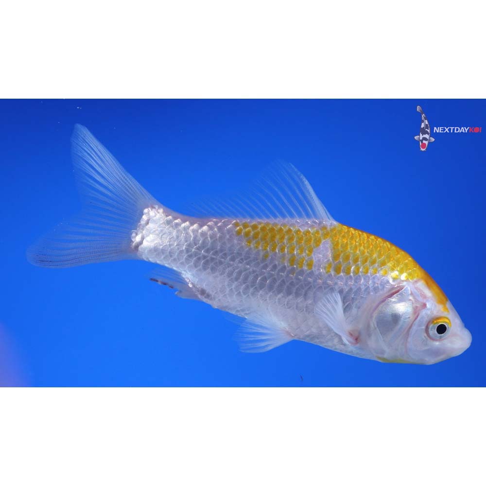5” Imported Yellow Sarasa Comet