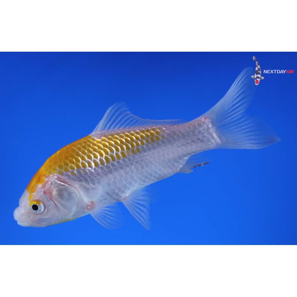5” Imported Yellow Sarasa Comet