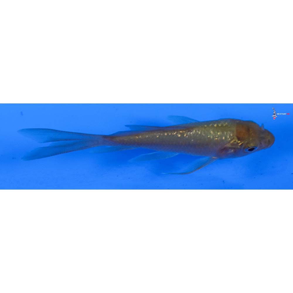 3” Imported Gin Rin Chagoi Butterfly Koi