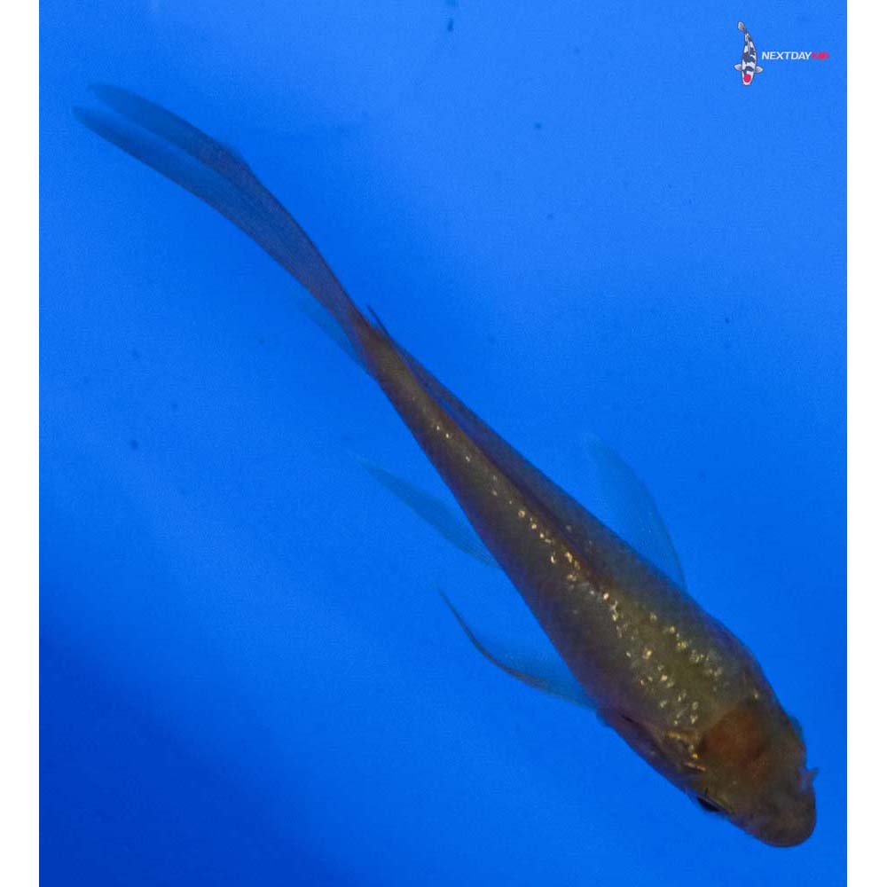 3” Imported Gin Rin Chagoi Butterfly Koi