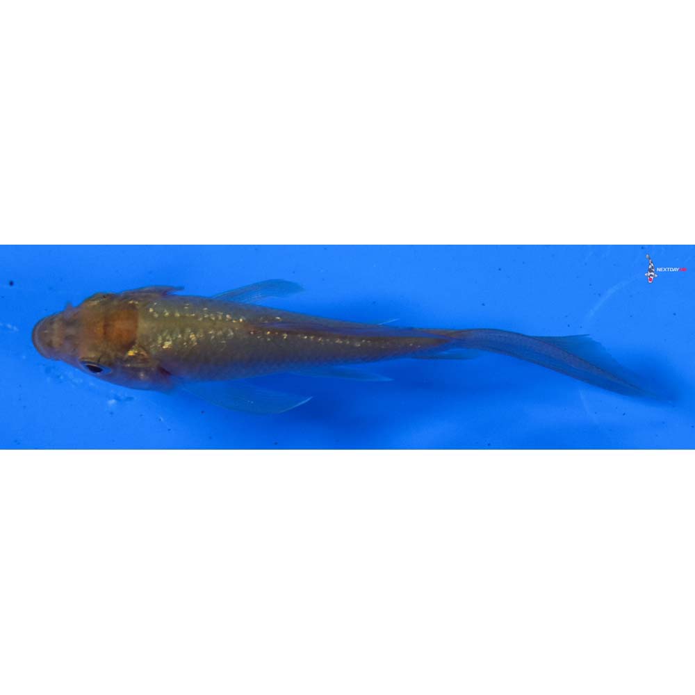 3” Imported Gin Rin Chagoi Butterfly Koi