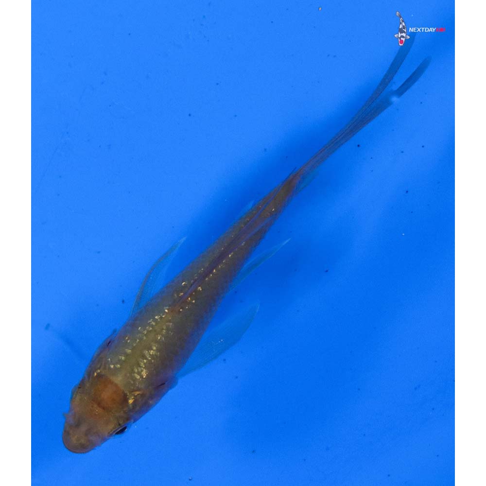 3” Imported Gin Rin Chagoi Butterfly Koi