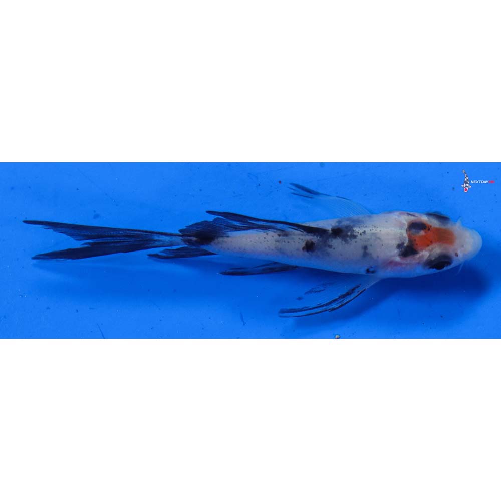 3” Imported Sanke Butterfly Koi