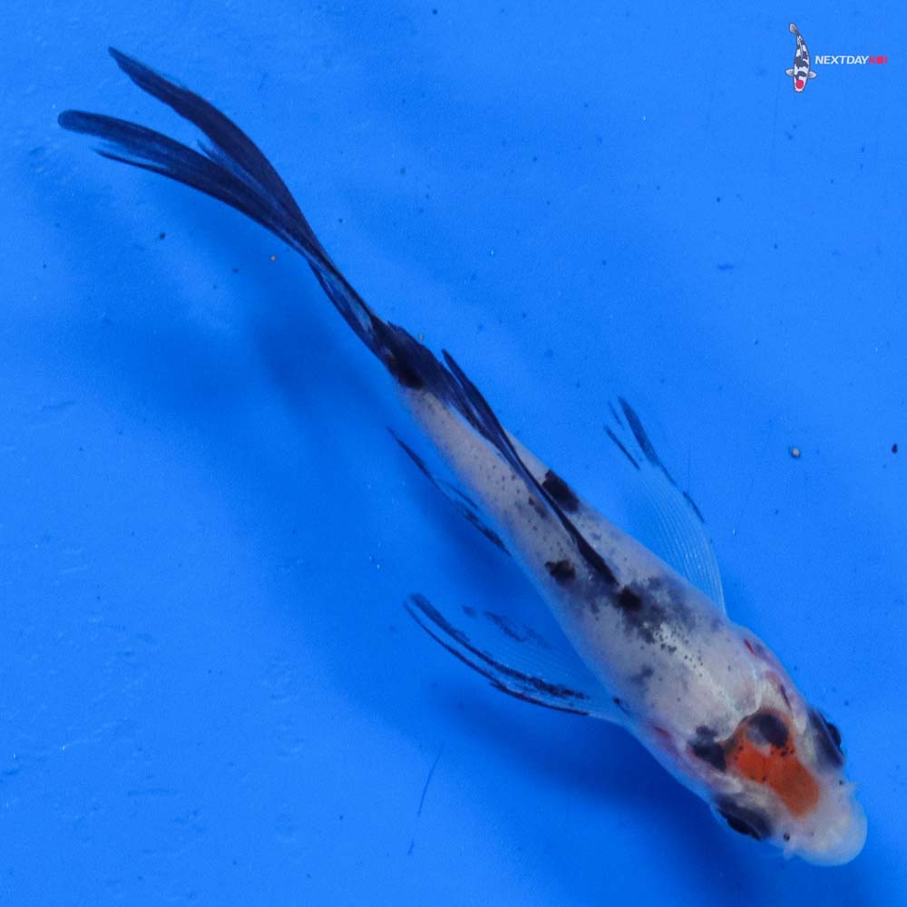 3” Imported Sanke Butterfly Koi