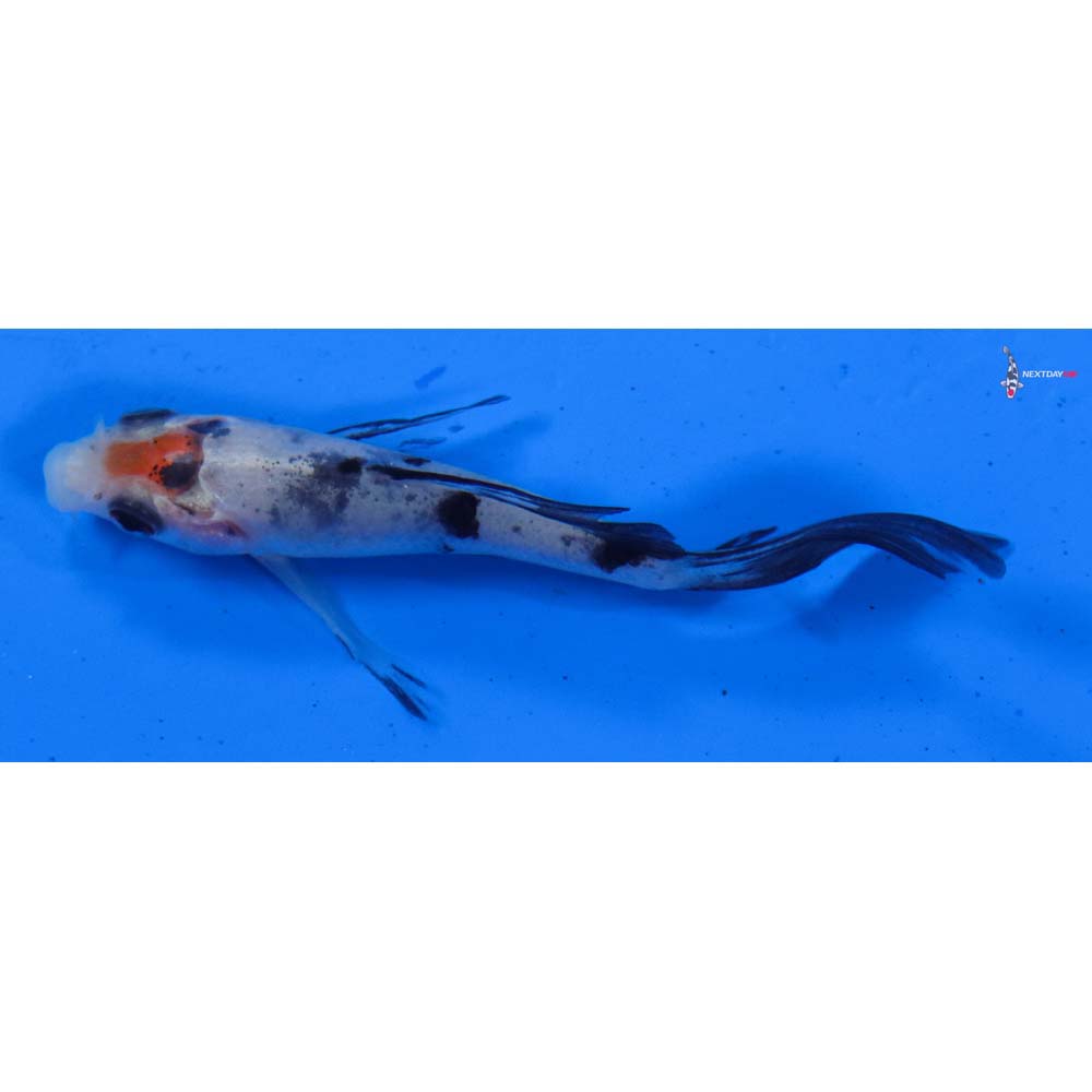 3” Imported Sanke Butterfly Koi