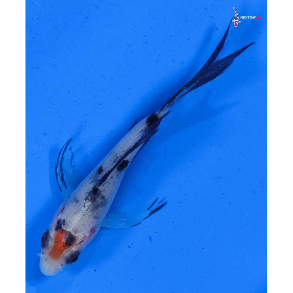 3” Imported Sanke Butterfly Koi