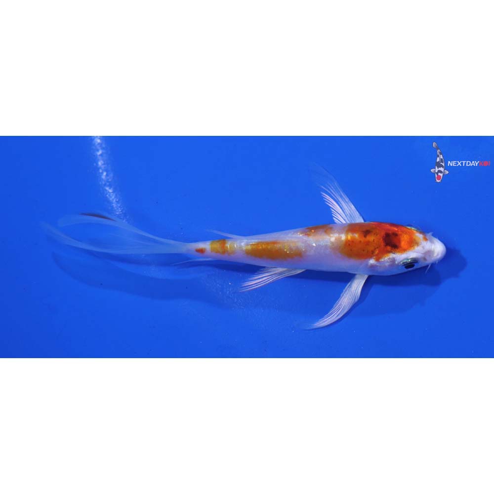 3.5” Imported Kikusui Butterfly Koi