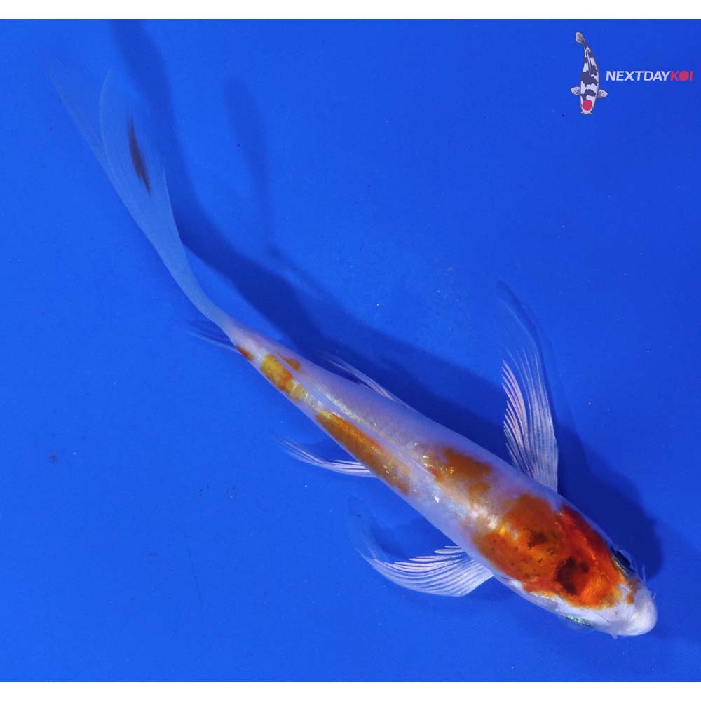 3.5” Imported Kikusui Butterfly Koi