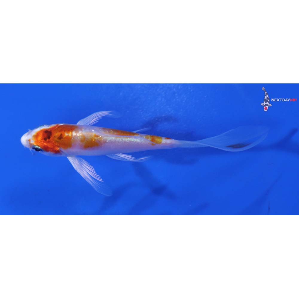 3.5” Imported Kikusui Butterfly Koi