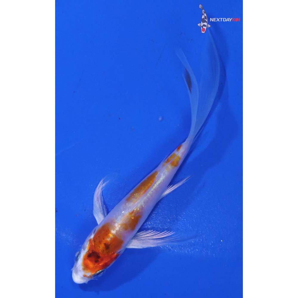 3.5” Imported Kikusui Butterfly Koi