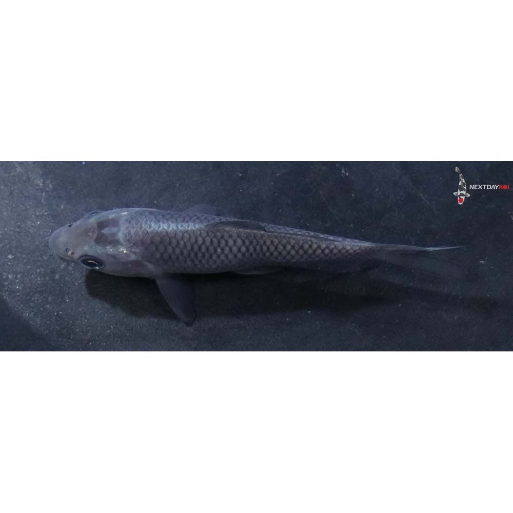 3” Imported Soragoi