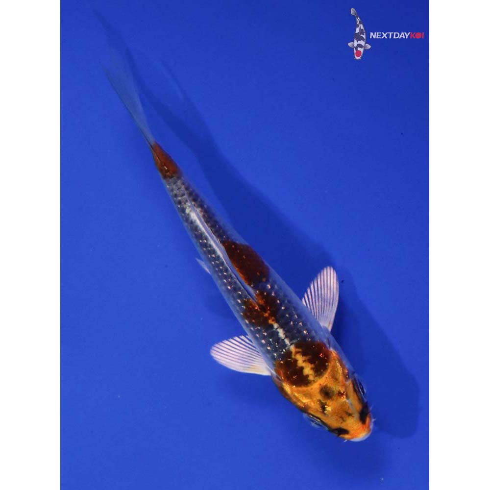 3” Imported Gin Rin Kujaku