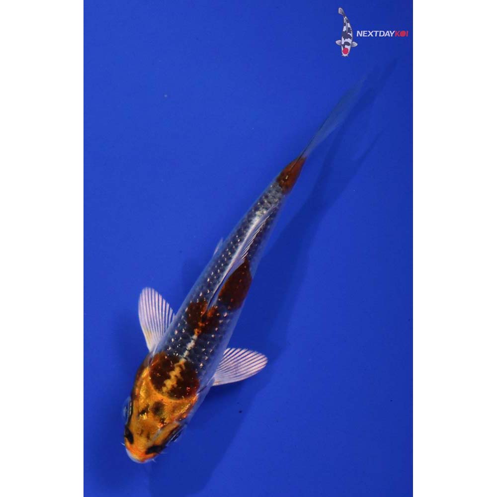 3” Imported Gin Rin Kujaku