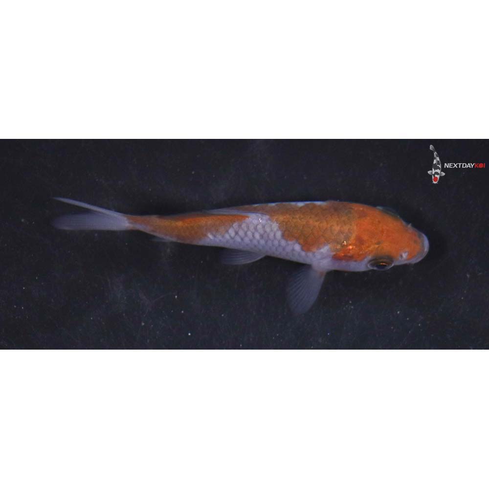 3” Imported Ochiba Shigure