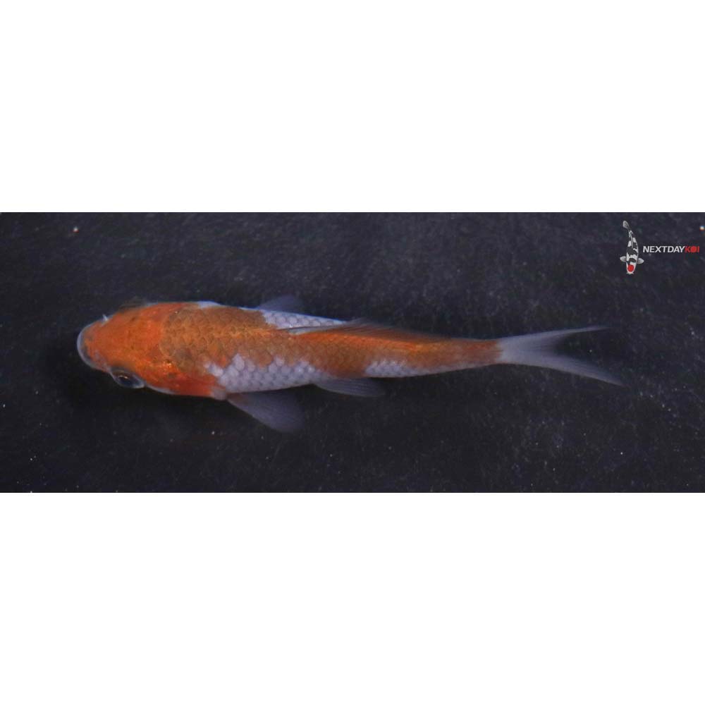 3” Imported Ochiba Shigure