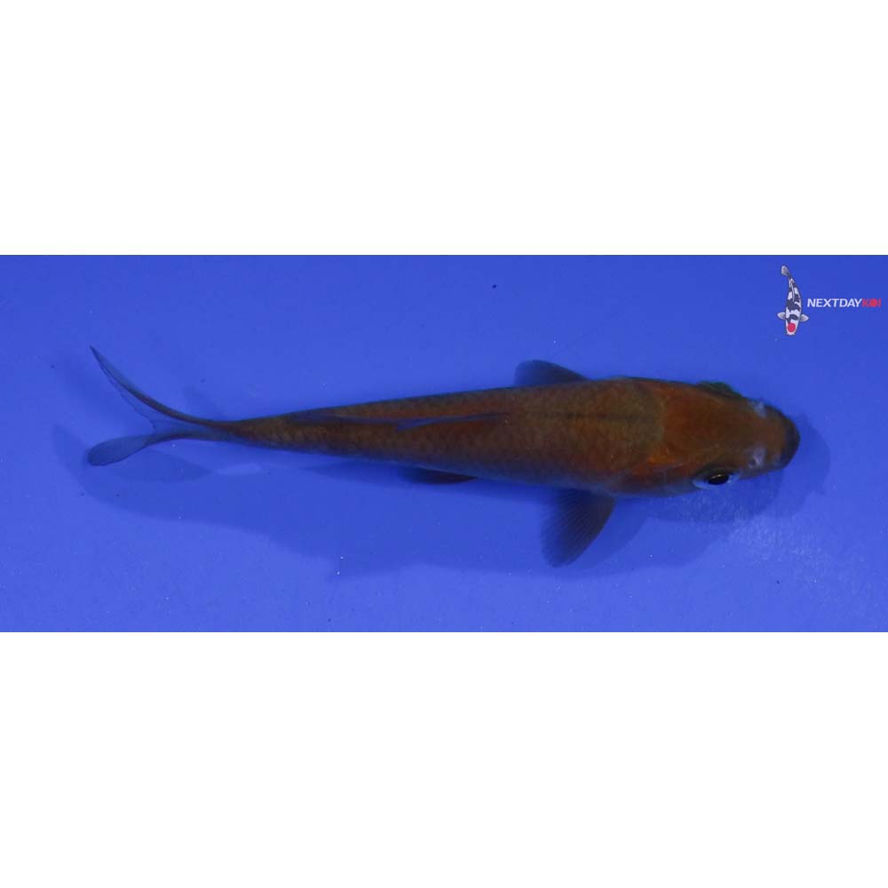 3” Imported Chagoi