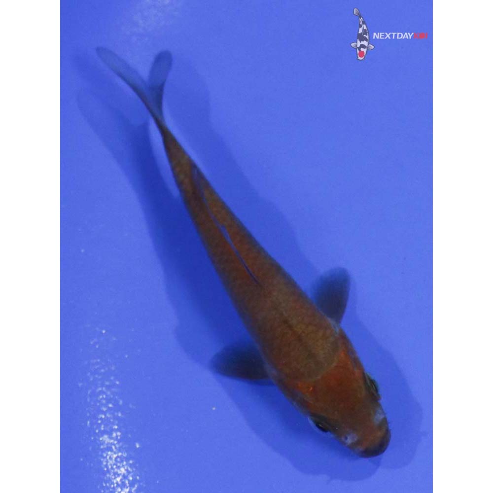 3” Imported Chagoi