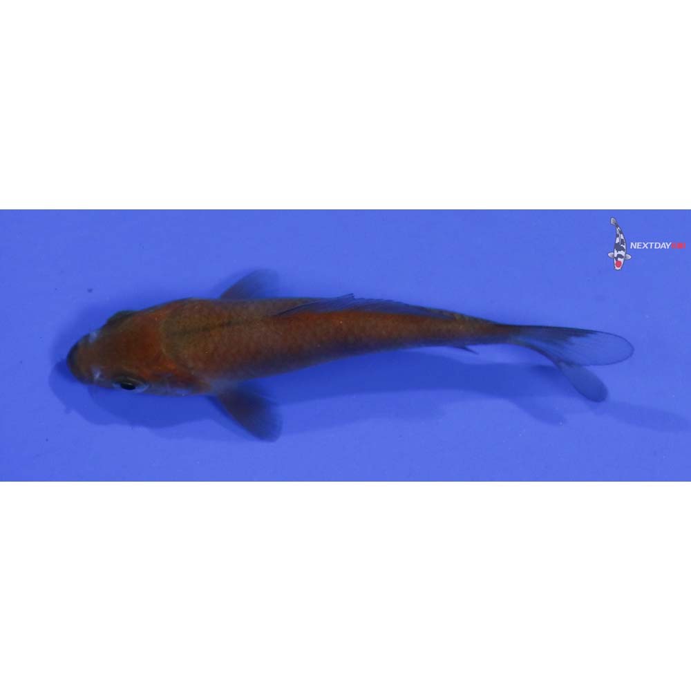 3” Imported Chagoi