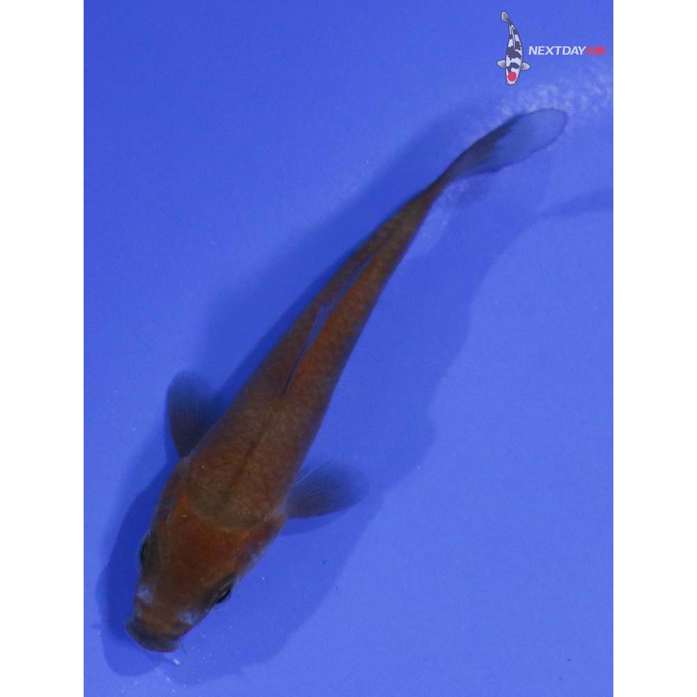 3” Imported Chagoi