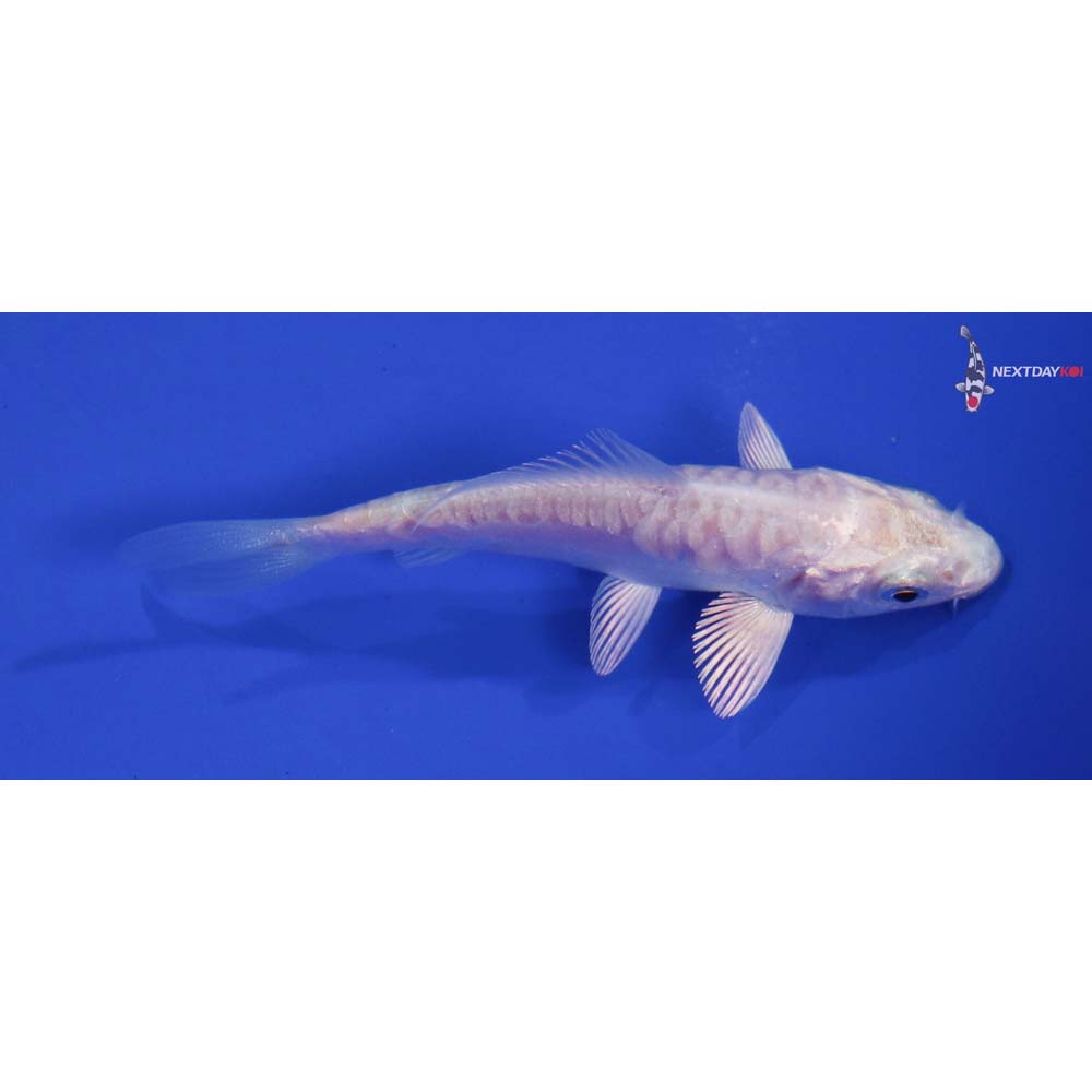 3.5” Imported Doitsu Platinum Ogon