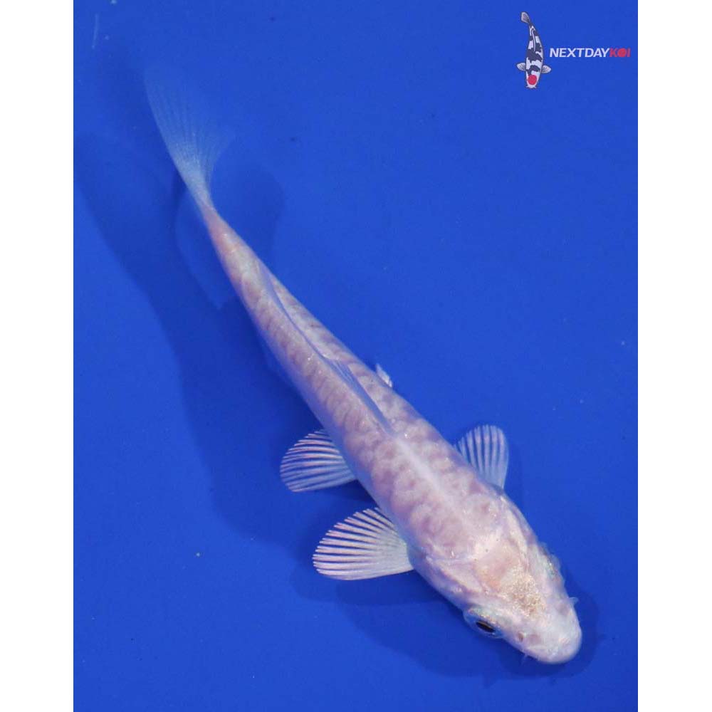3.5” Imported Doitsu Platinum Ogon