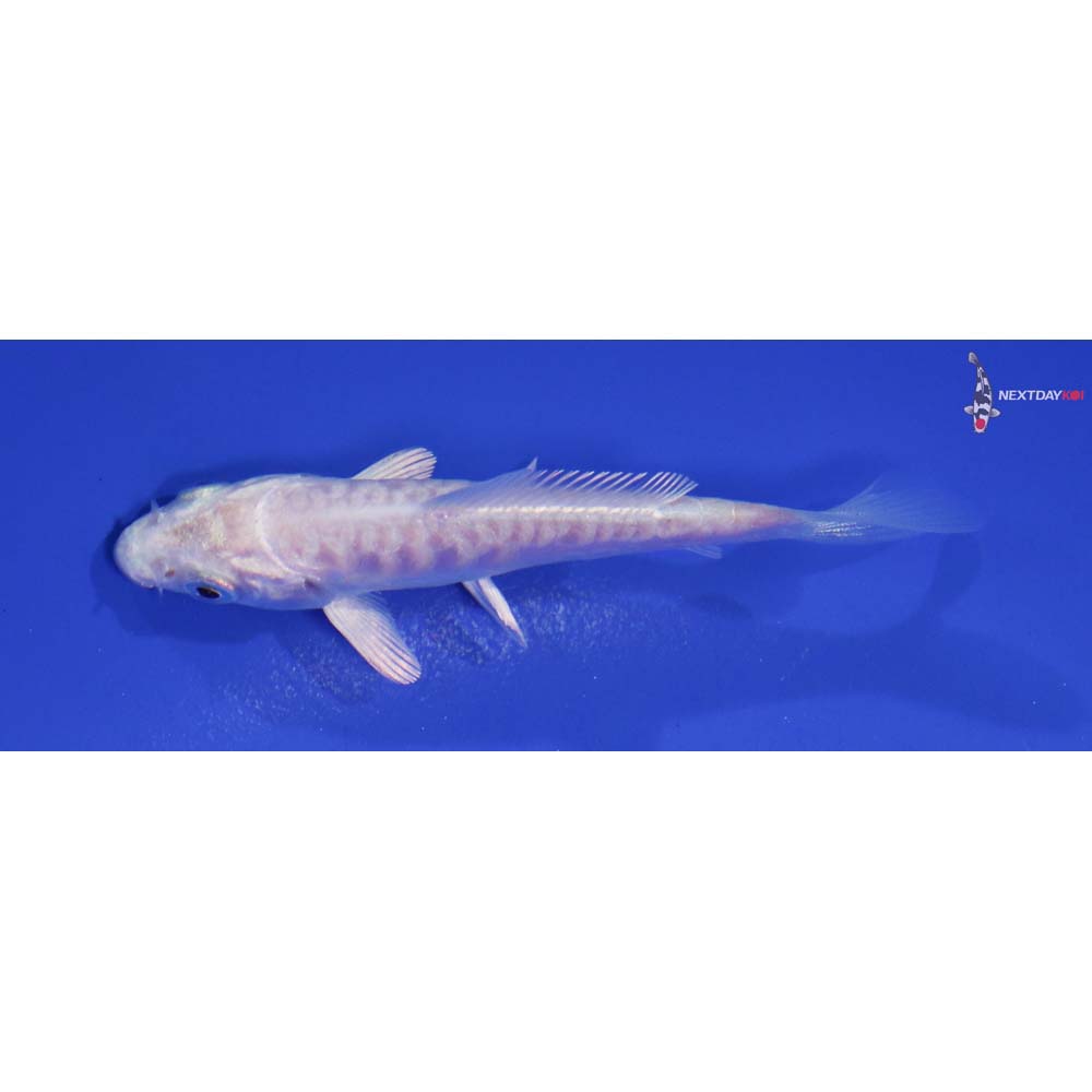 3.5” Imported Doitsu Platinum Ogon