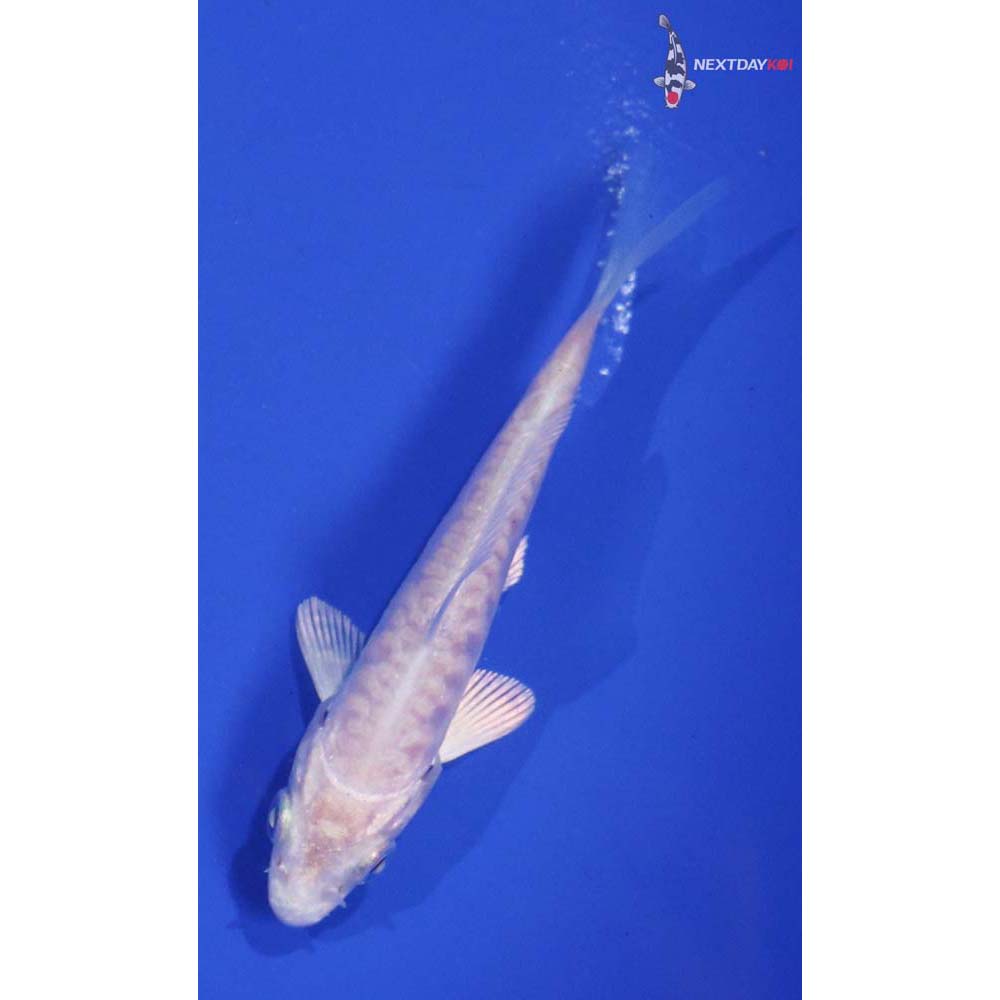 3.5” Imported Doitsu Platinum Ogon