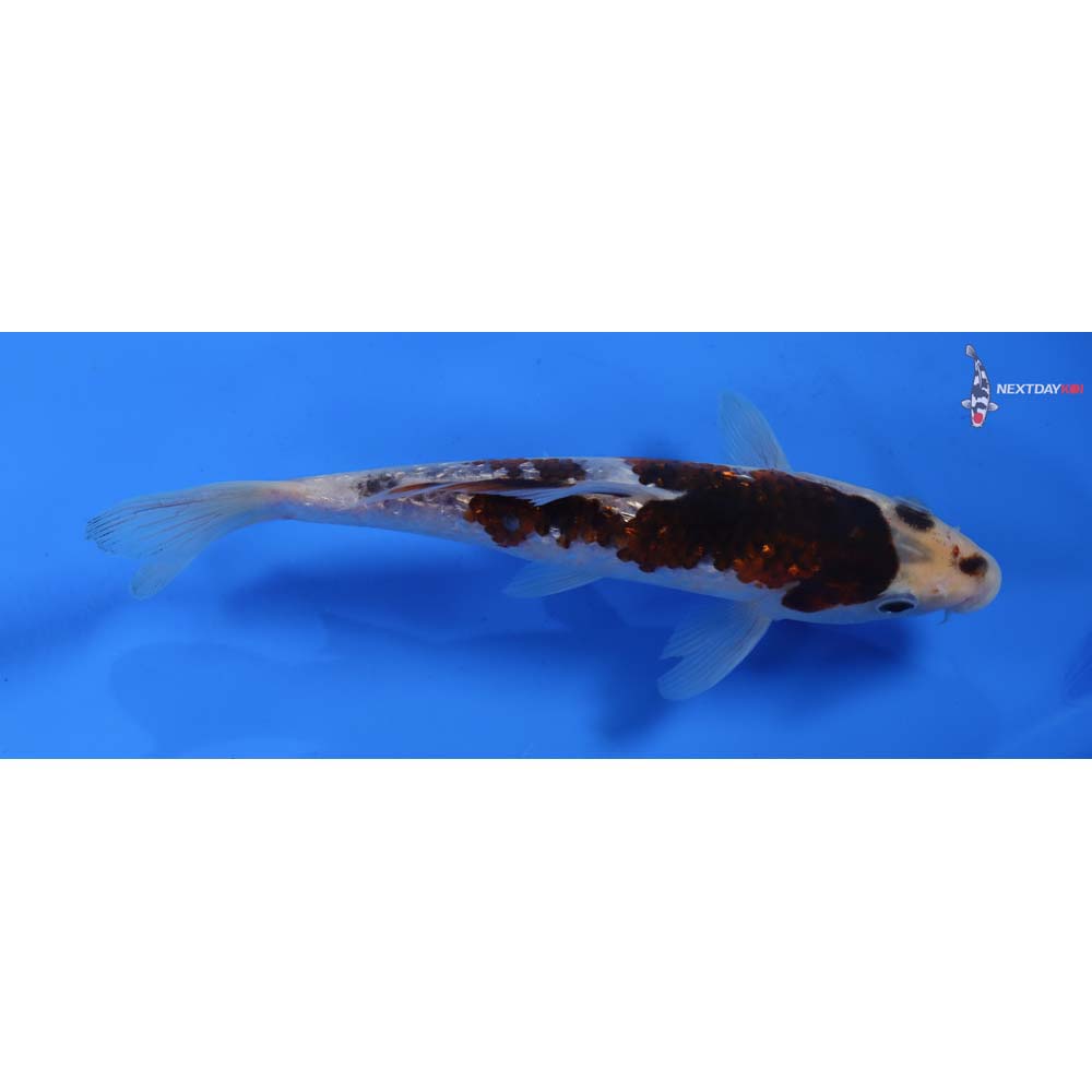 7.5” Imported Gin Rin Goromo