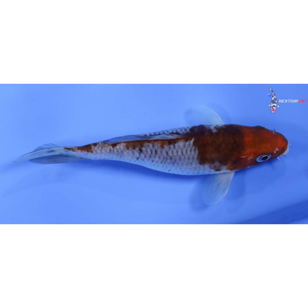 6.5” Imported Ochiba Shigure