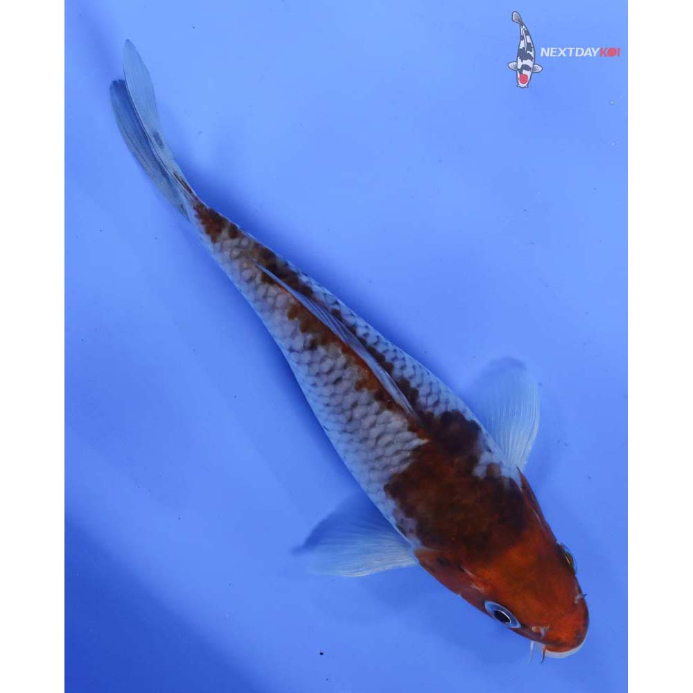 6.5” Imported Ochiba Shigure