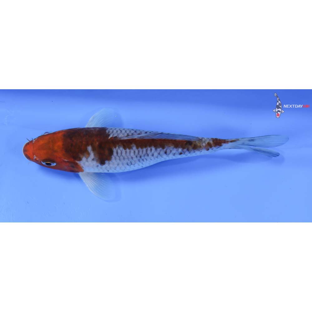 6.5” Imported Ochiba Shigure