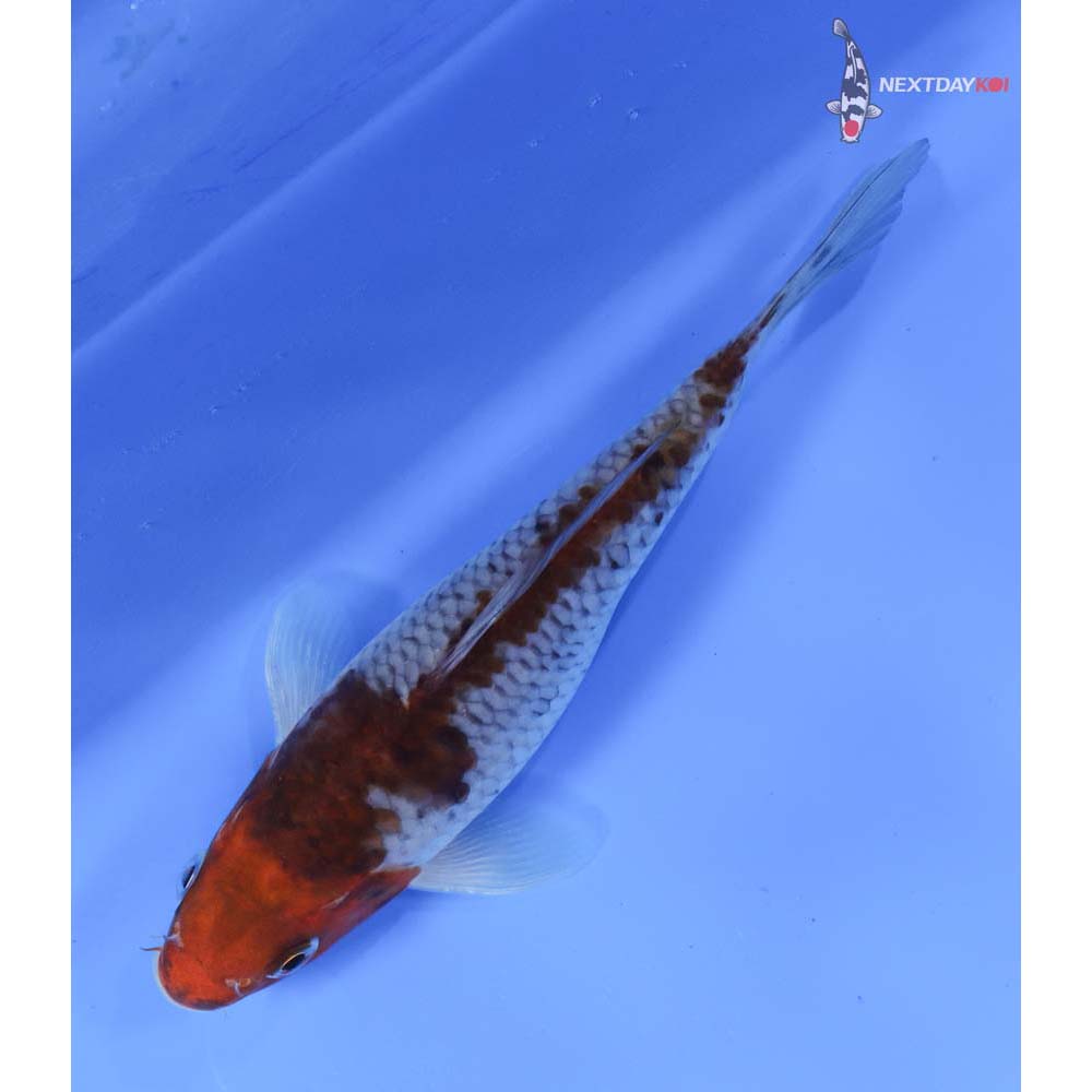 6.5” Imported Ochiba Shigure
