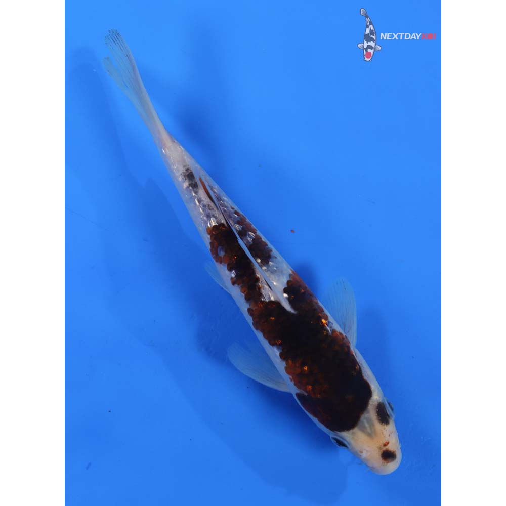 7.5” Imported Gin Rin Goromo