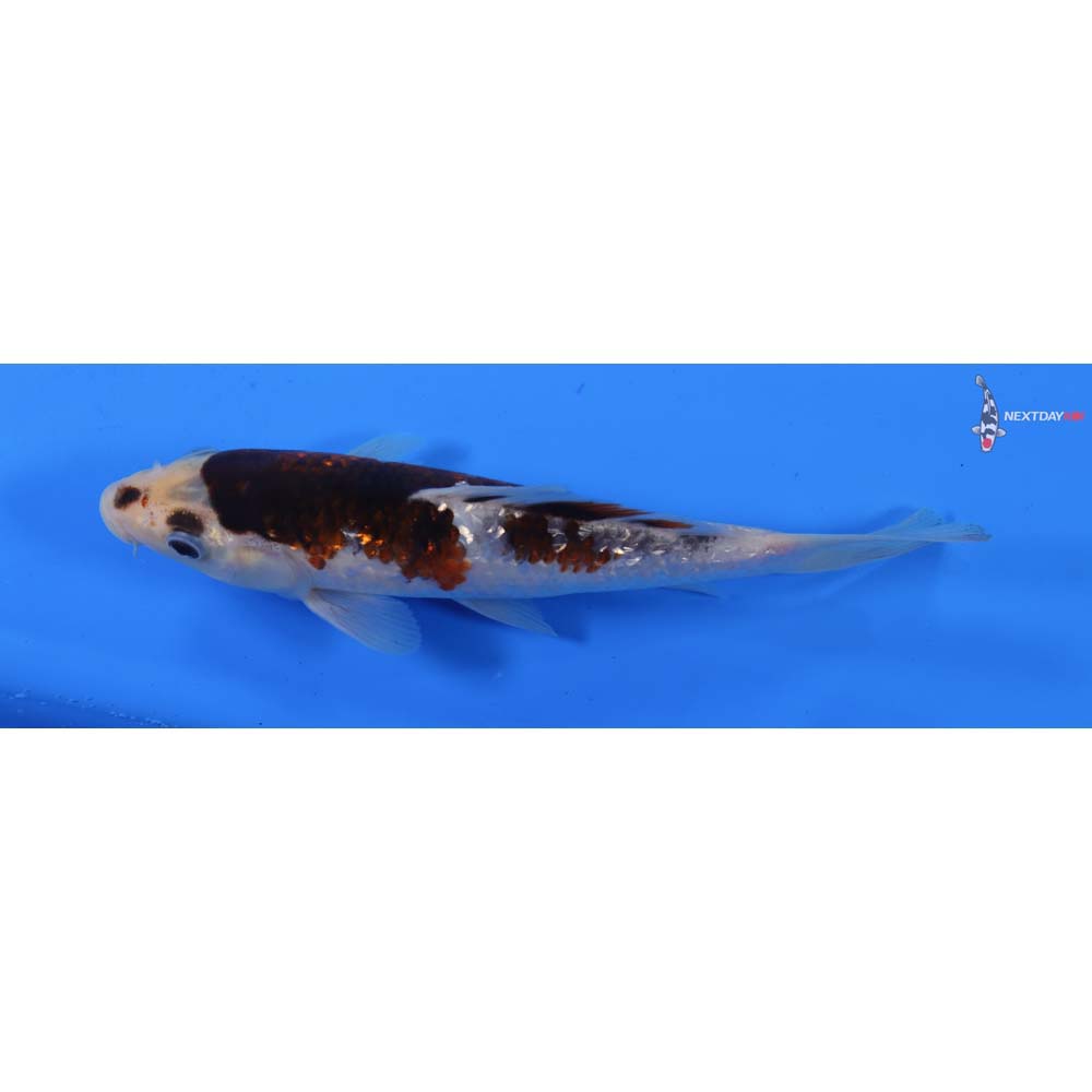 7.5” Imported Gin Rin Goromo