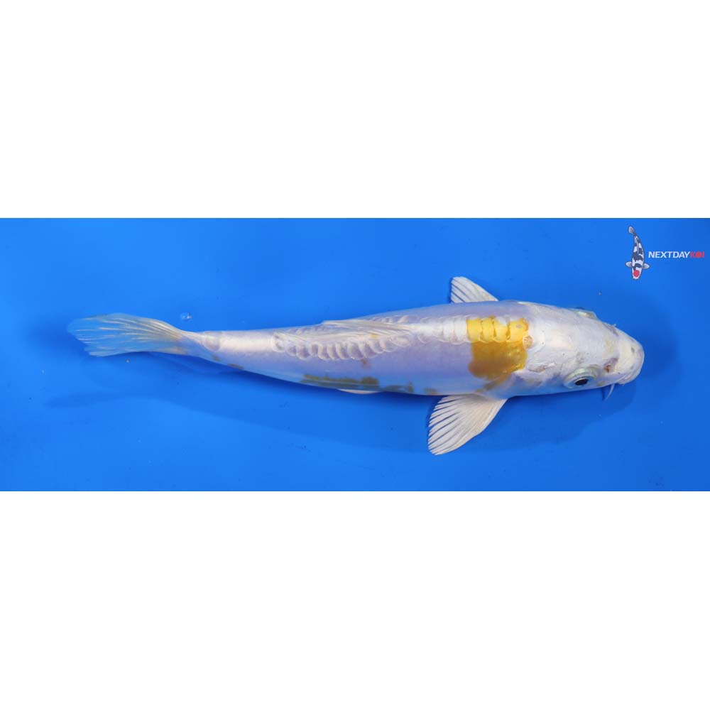 6.5” Imported Doitsu Lemon Hariwake