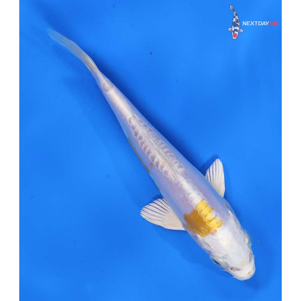 6.5” Imported Doitsu Lemon Hariwake
