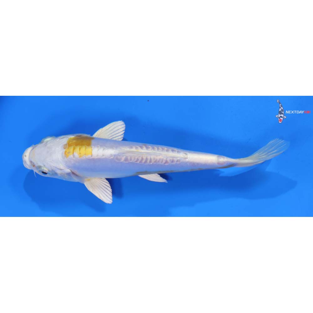 6.5” Imported Doitsu Lemon Hariwake