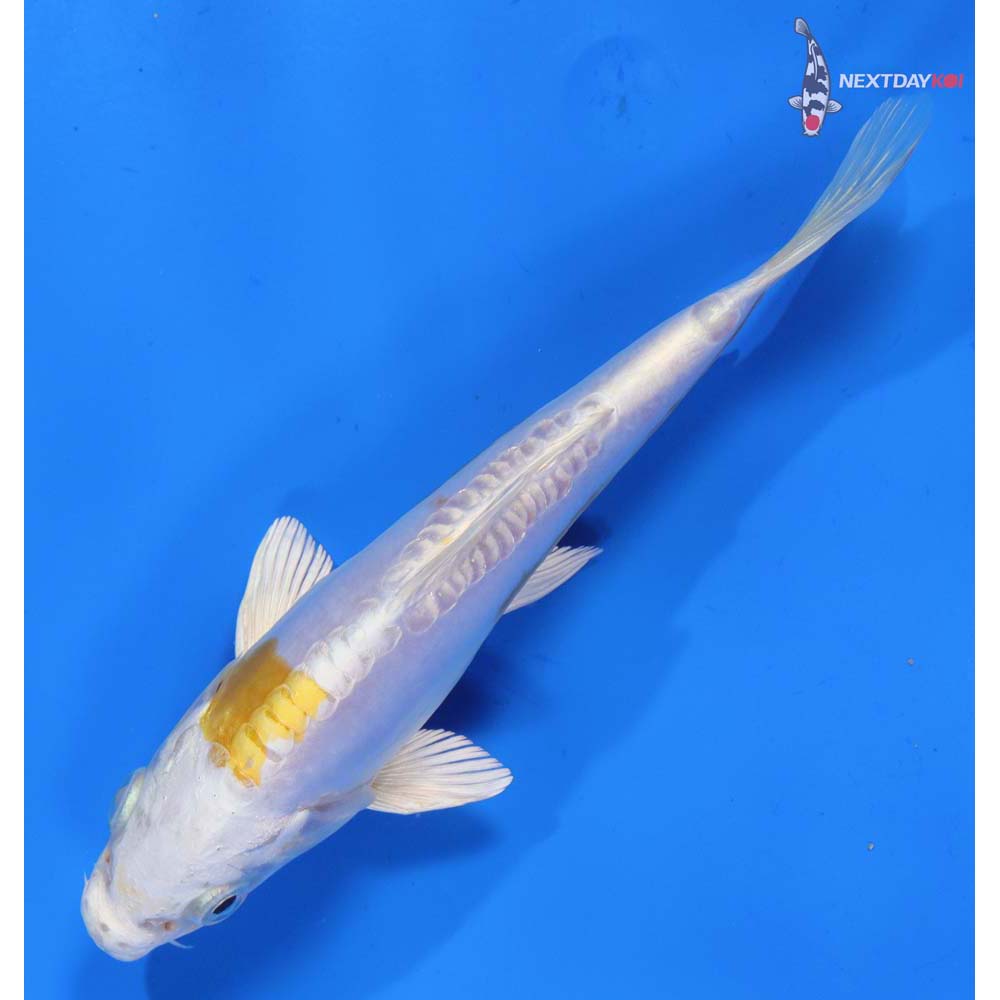 6.5” Imported Doitsu Lemon Hariwake