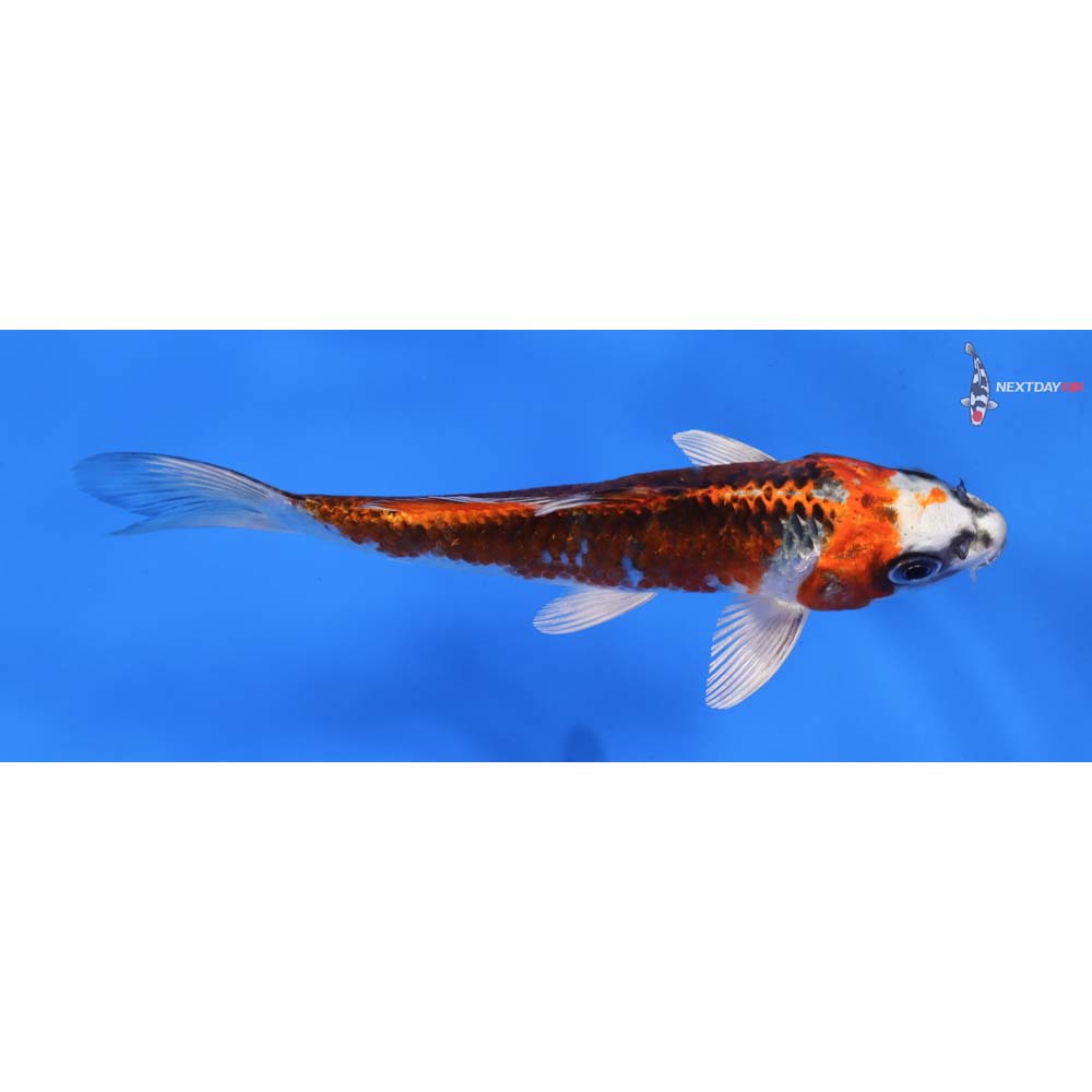 6” Imported Kujaku