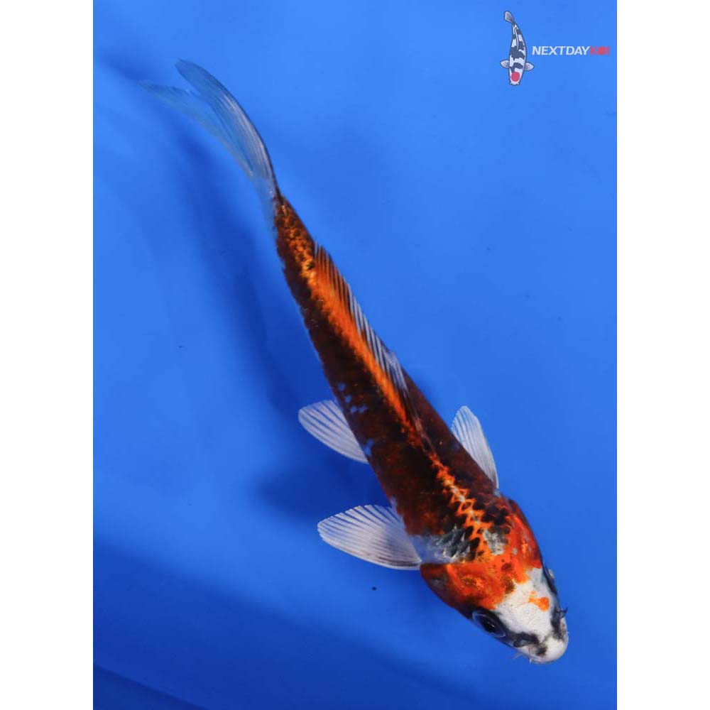6” Imported Kujaku