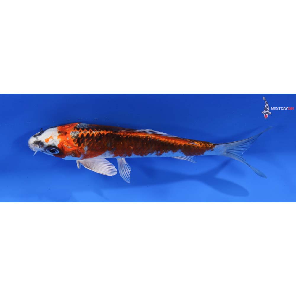 6” Imported Kujaku