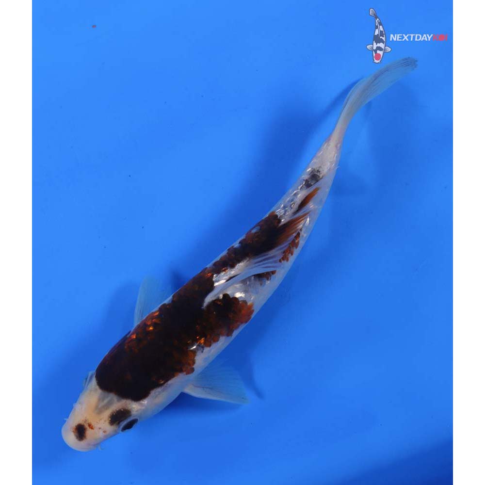 7.5” Imported Gin Rin Goromo