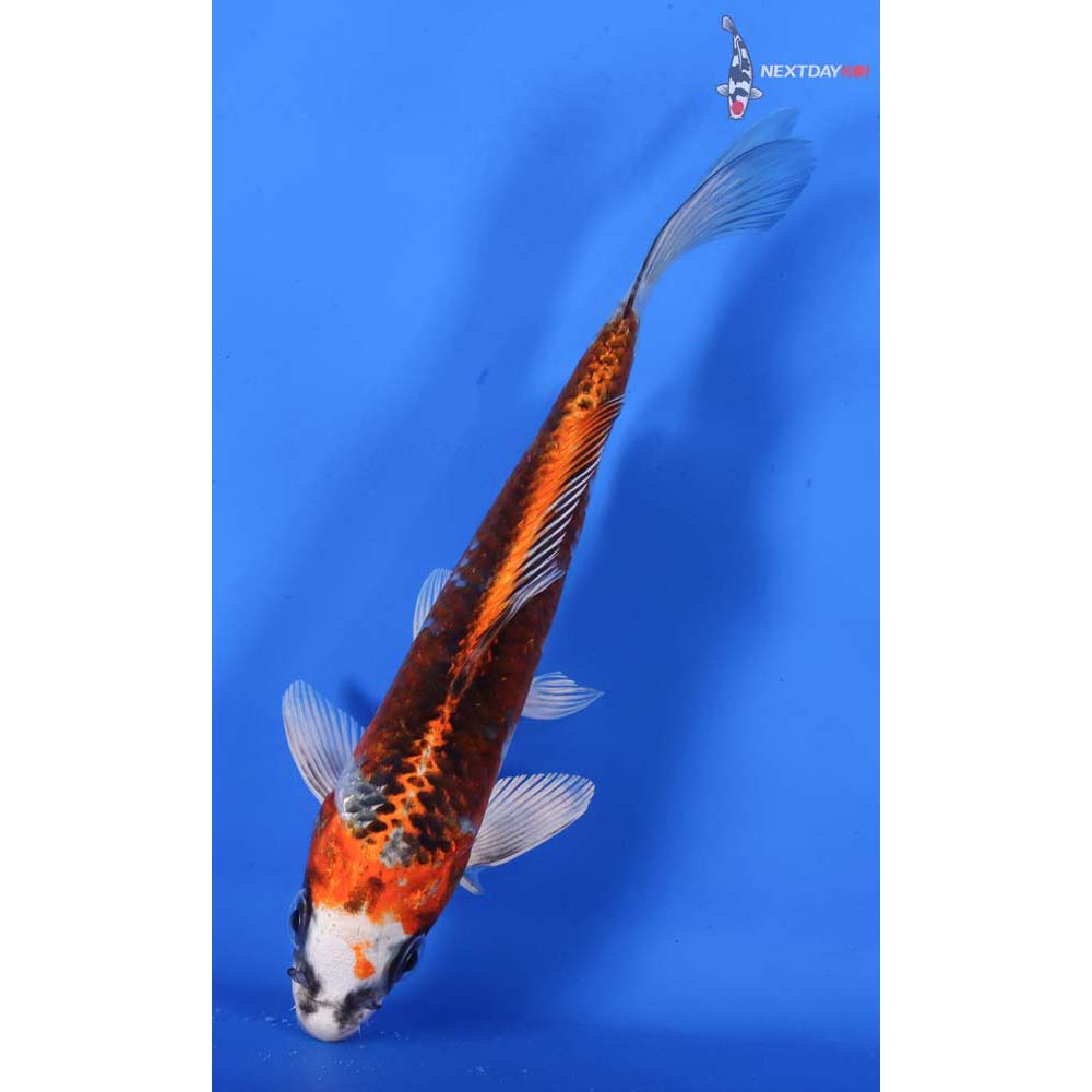 6” Imported Kujaku